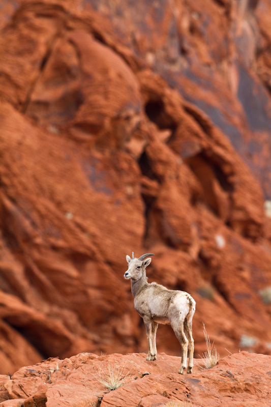 Bighorn On Slickrock